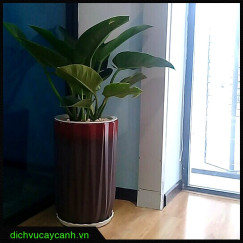 Cây đế vương xanh