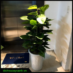Cây trầu bà cột