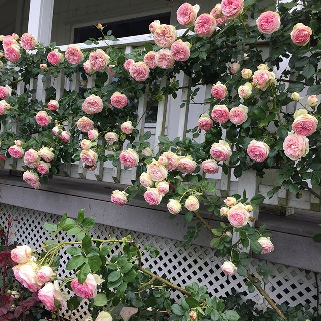 hoa hồng leo trồng ban công chung cư