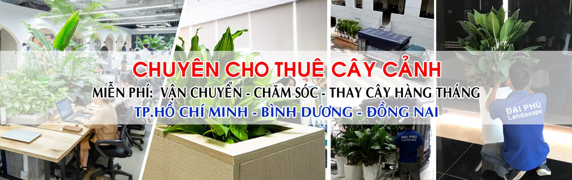 dịch vụ cho thuê cây cảnh văn phòng