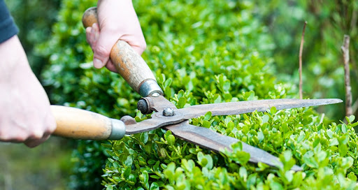 dịch vụ chăm sóc cảnh quan tại Thuận An