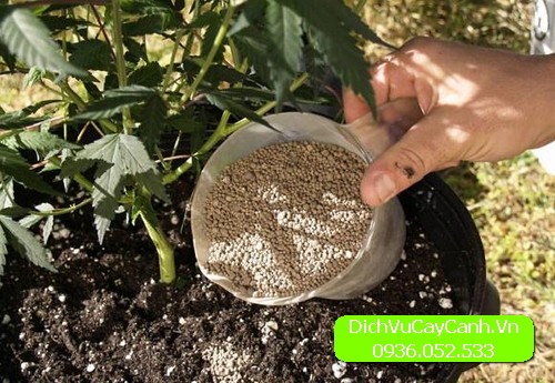 Chăm trồng sen đá để cây luôn xanh tốt