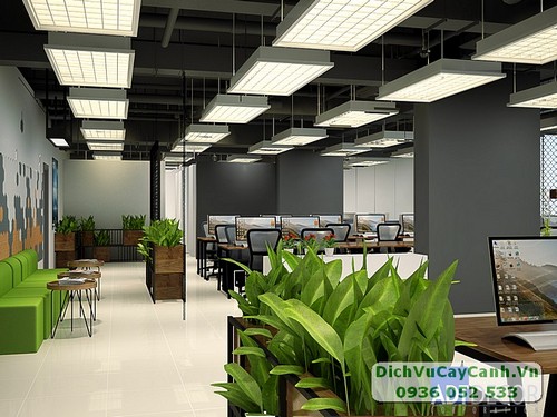 Dịch vụ chăm sóc cây cảnh văn phòng