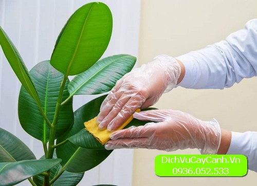 Dịch vụ chăm sóc cây cảnh văn phòng