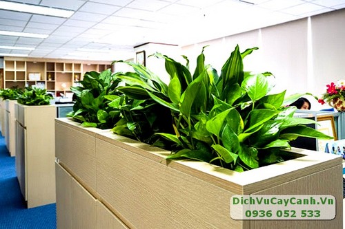 dịch vụ chăm sóc cây xanh giá rẻ