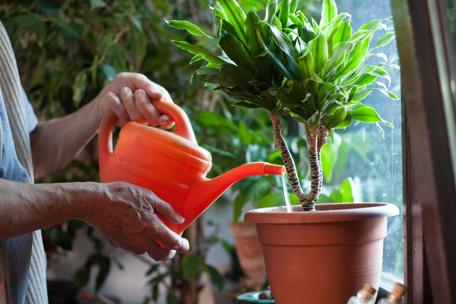 dịch vụ chăm sóc cây xanh tại phú nhuận