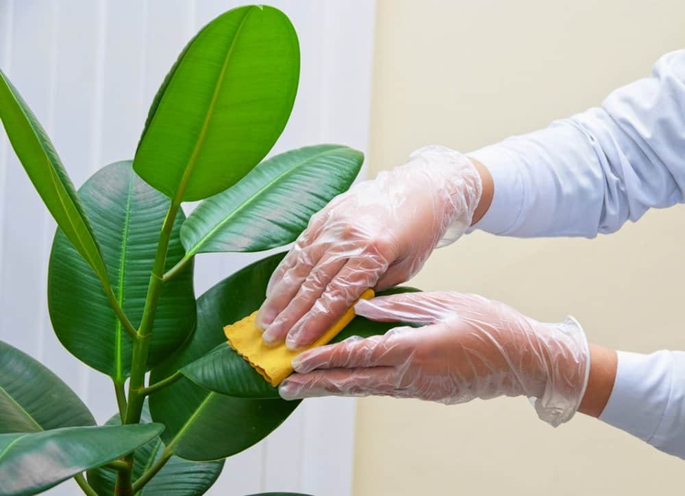 dịch vụ chăm sóc cây xanh tại quận 10