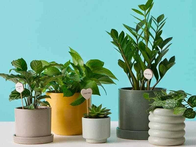 dịch vụ chăm sóc cây xanh tại quận 10
