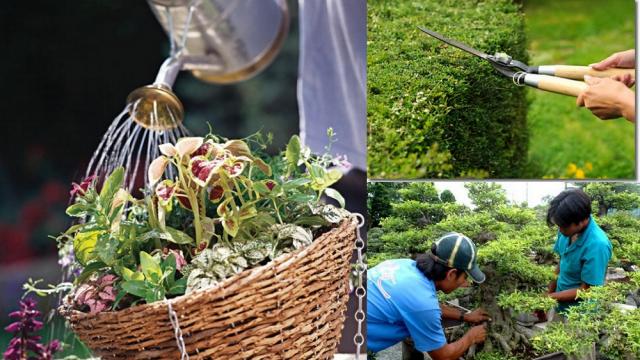 dịch vụ chăm sóc cây xanh tại quận 11
