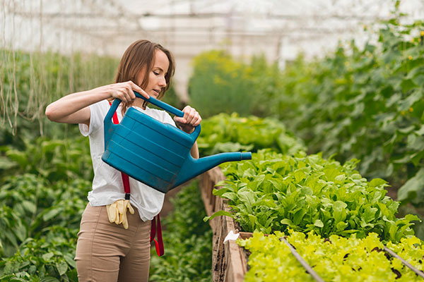 Dịch vụ chăm sóc cây xanh tại quận 11 sẽ đảm nhiệm những việc gì?