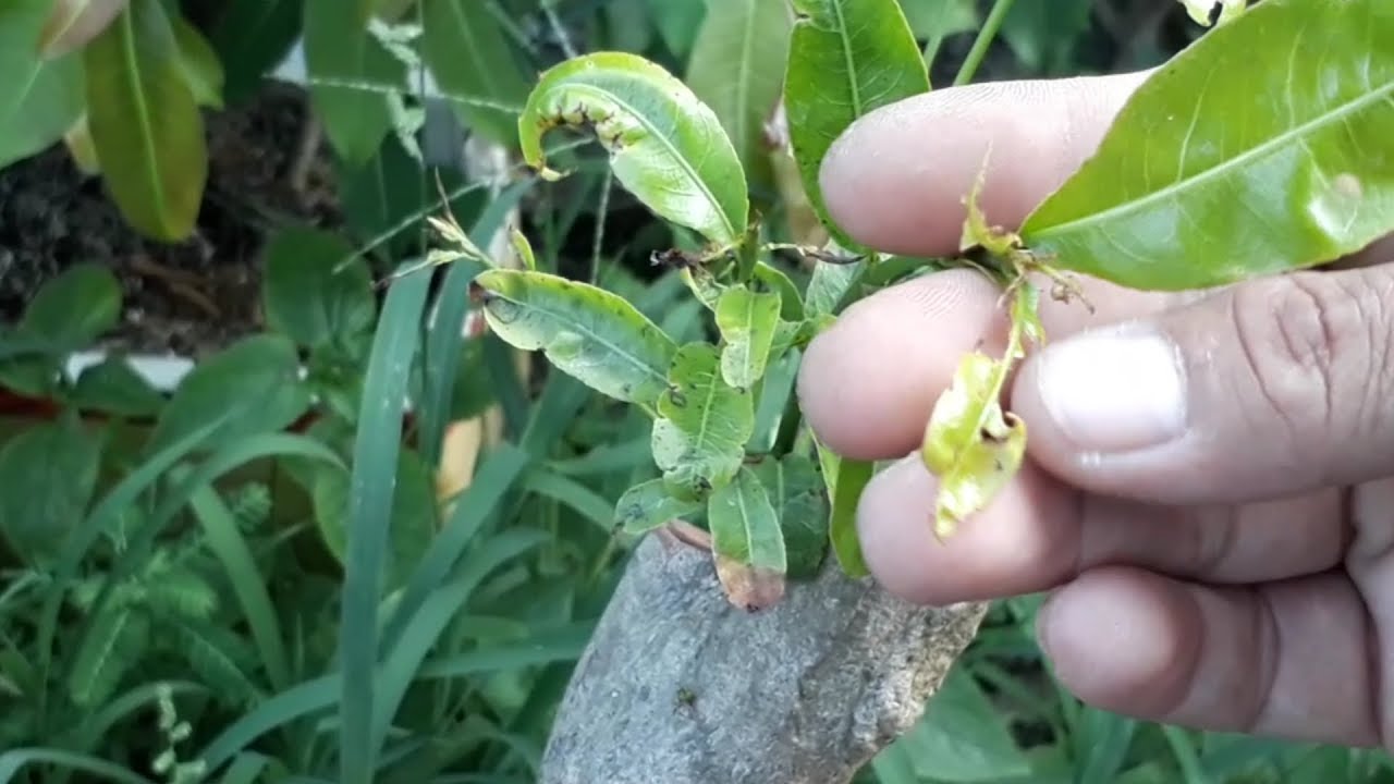 dịch vụ chăm sóc cây xanh tại quận 8