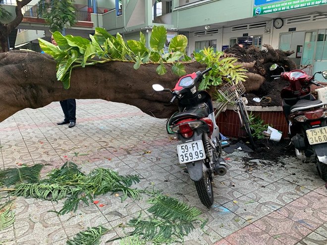 dịch vụ chăm sóc cây xanh tại quận 8