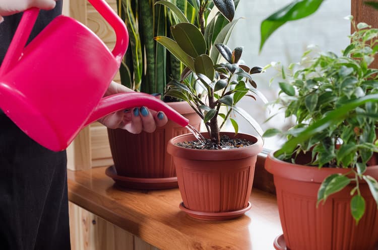 dịch vụ chăm sóc cây xanh tại quận 9