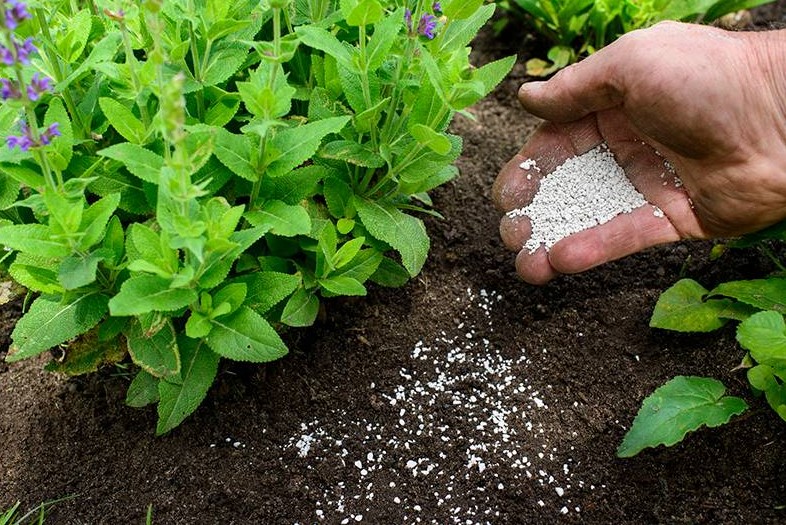 dịch vụ chăm sóc cây xanh tại quận 9