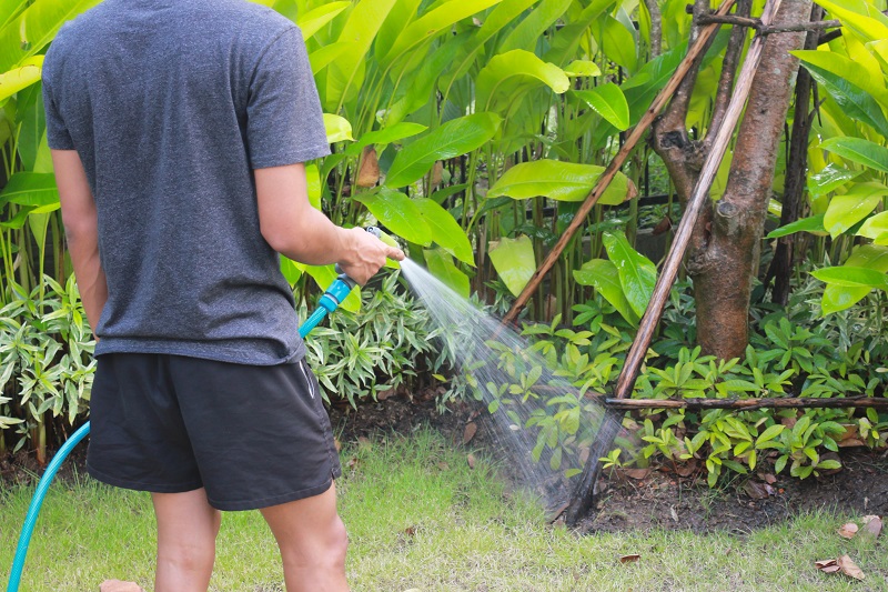 dịch vụ chăm sóc cây xanh tại Tân Bình dịch vụ chăm sóc cây xanh tại Tân Bình