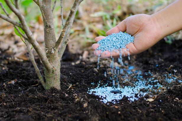dịch vụ chăm sóc cây xanh tại Tân Phú