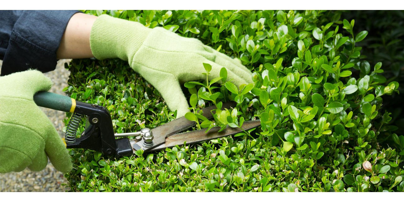 dịch vụ chăm sóc cây xanh tại tphcm
