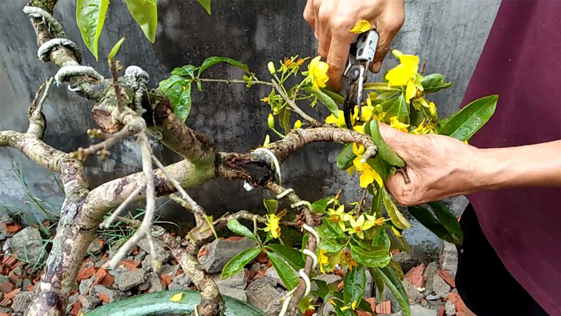 dịch vụ chăm sóc mai sau Tết