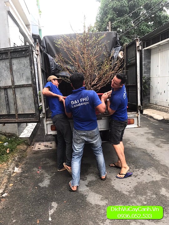 Dịch vụ chăm sóc mai sau Tết Đại Phú - vận chuyển an toàn Dịch vụ chăm sóc mai sau Tết Đại Phú - vận chuyển an toàn
