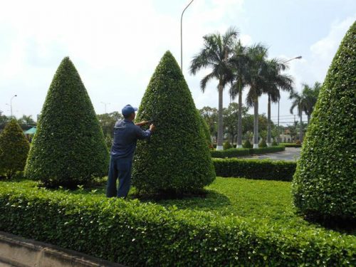 dịch vụ chăm sóc sân vườn Phú Mỹ Hưng