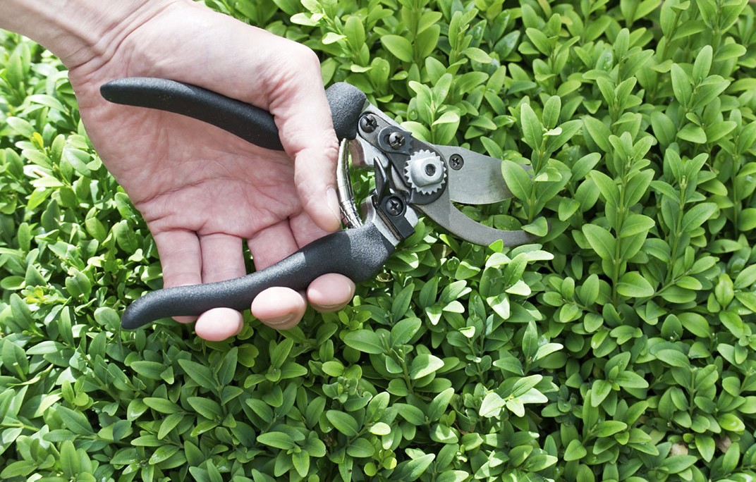 dịch vụ chăm sóc sân vườn tại Bình Tân