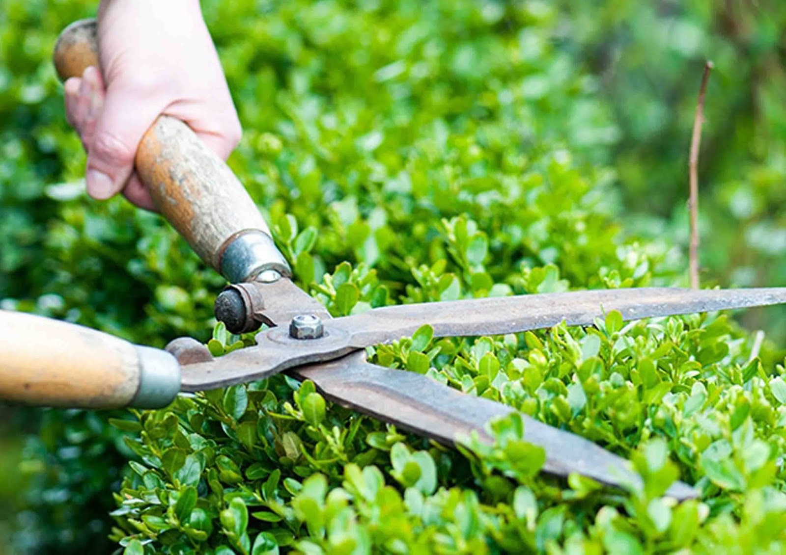 dịch vụ chăm sóc sân vườn tại Nhà Bè
