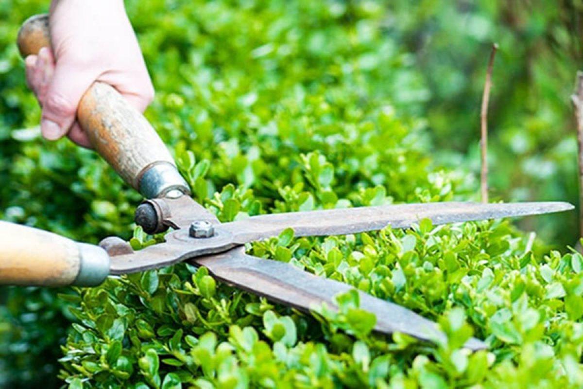 dịch vụ chăm sóc sân vườn tại quận 4