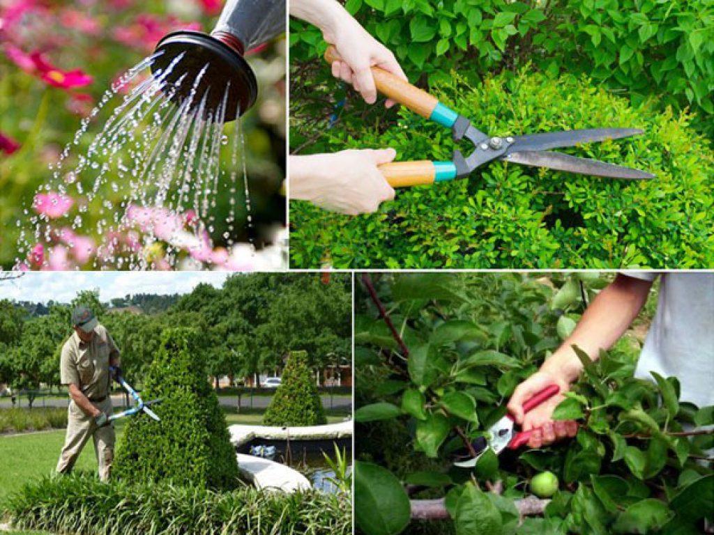 dịch vụ chăm sóc sân vườn tại quận 4