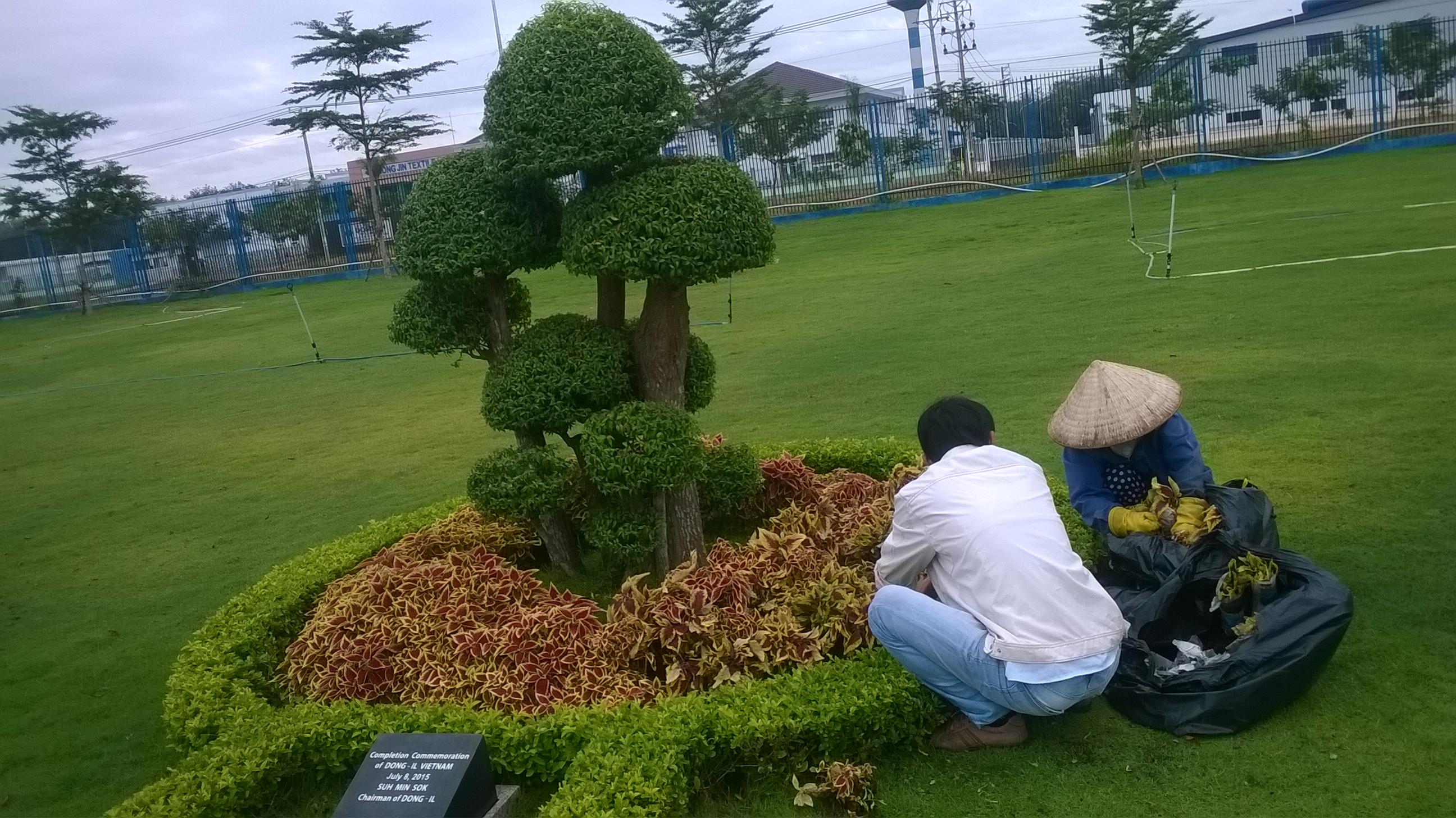 dịch vụ chăm sóc sân vườn tại quận 7