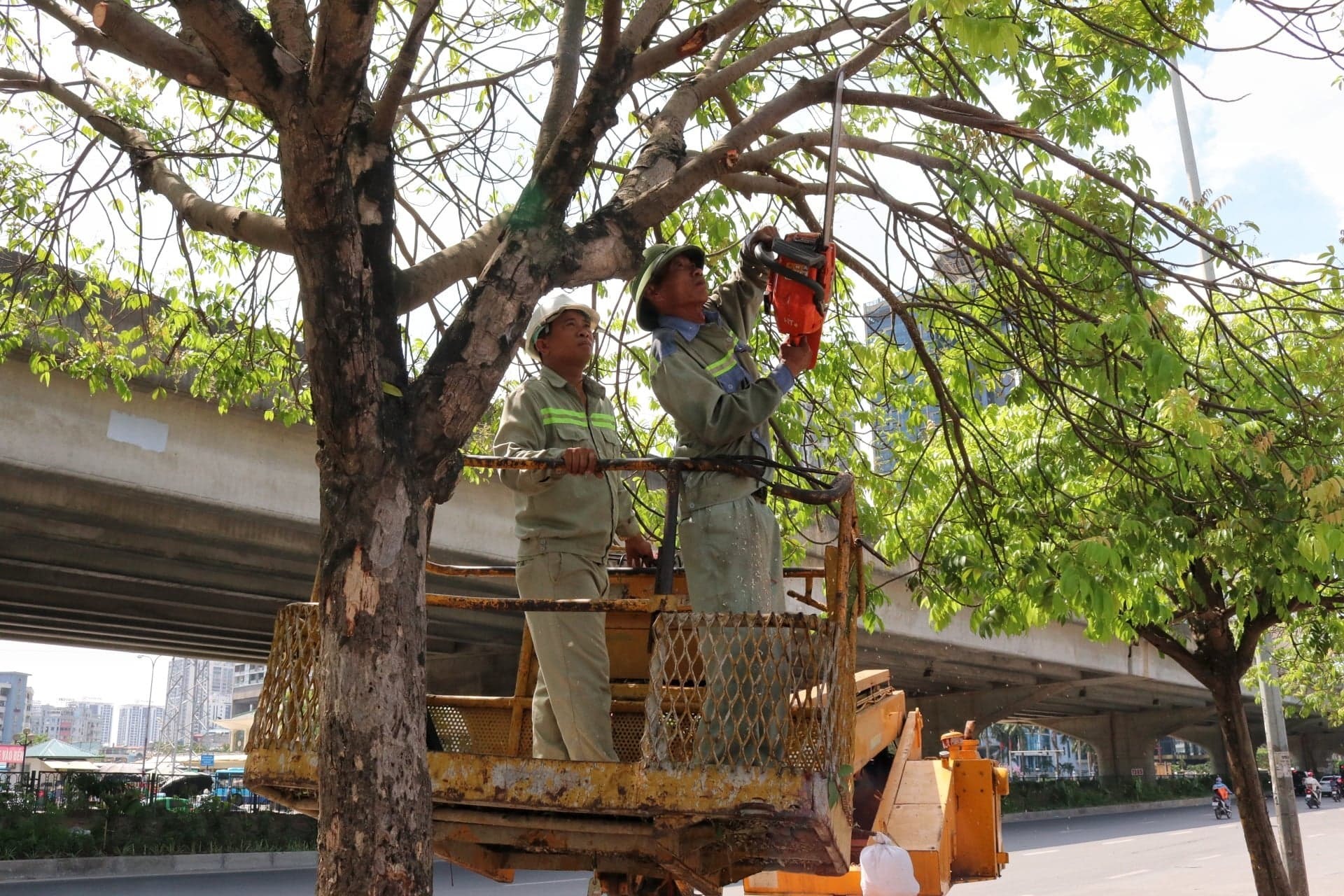 dịch vụ chăm sóc sân vườn tại quận 8