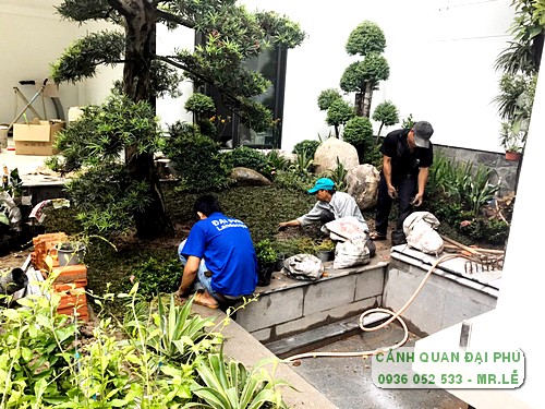 dịch vụ chăm sóc sân vườn Thủ Đức