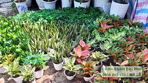 dịch vụ chăm sóc sân vườn Tp Thủ Đức