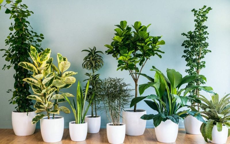 Đặc điểm của cây cảnh trồng chậu ngoài trời