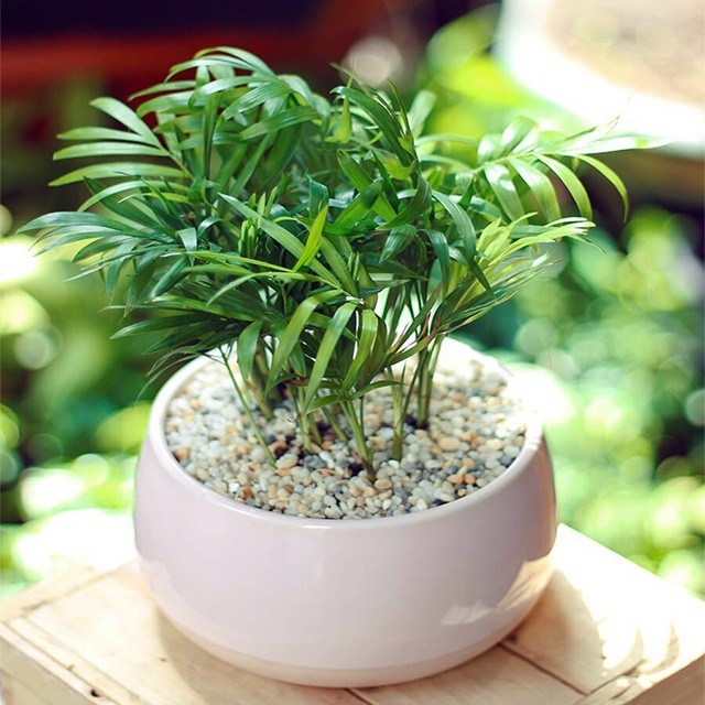 Cây cau Tiểu Trâm Cây cau Tiểu Trâm