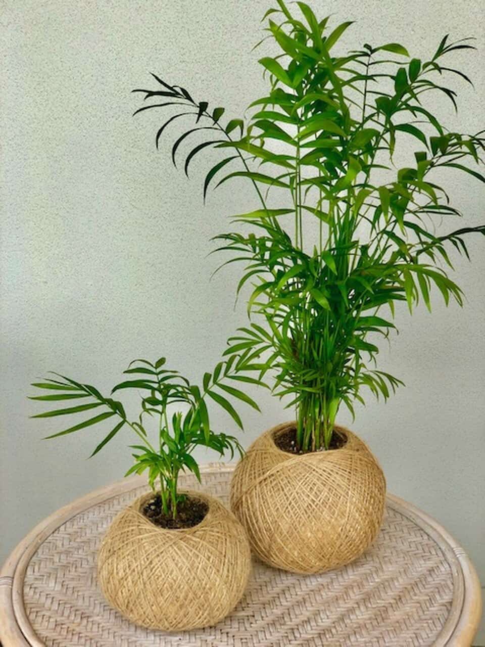 Cây cau Tiểu Trâm