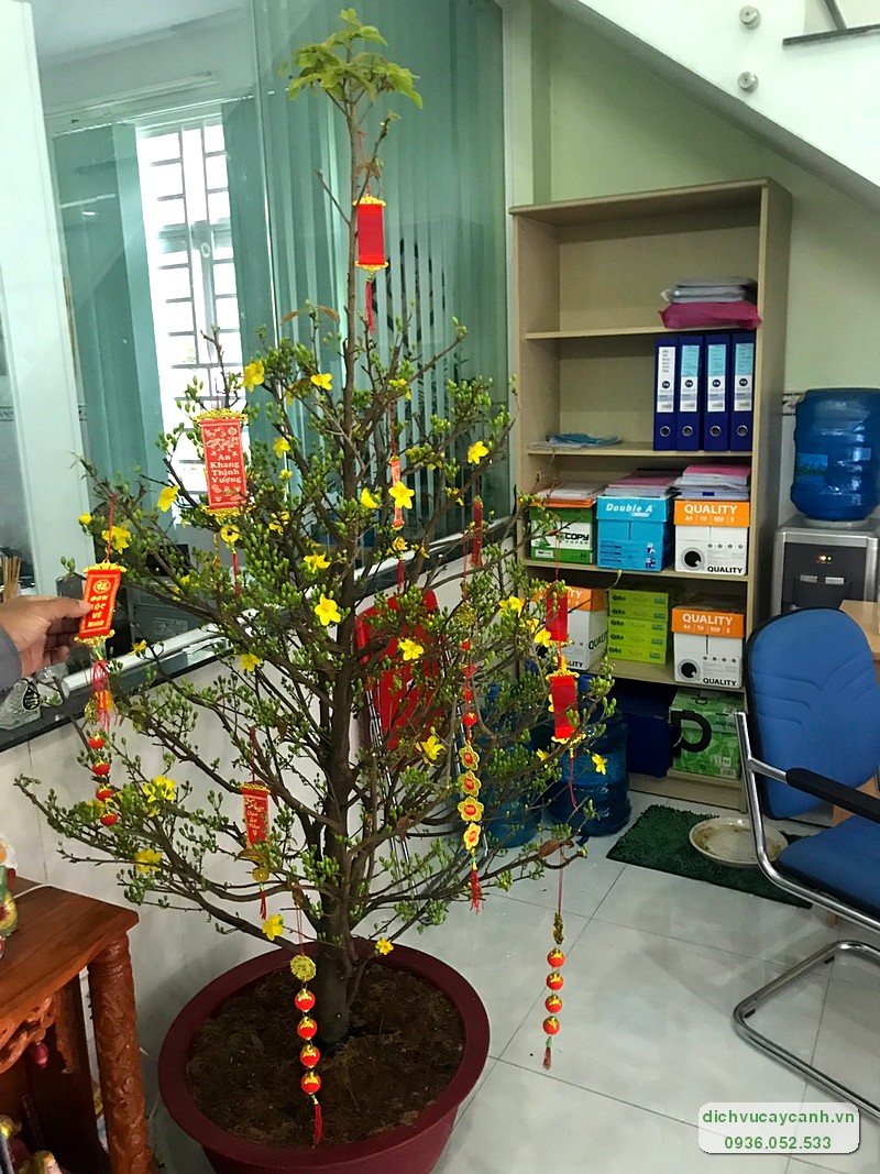 cách trang trí cây mai ngày Tết