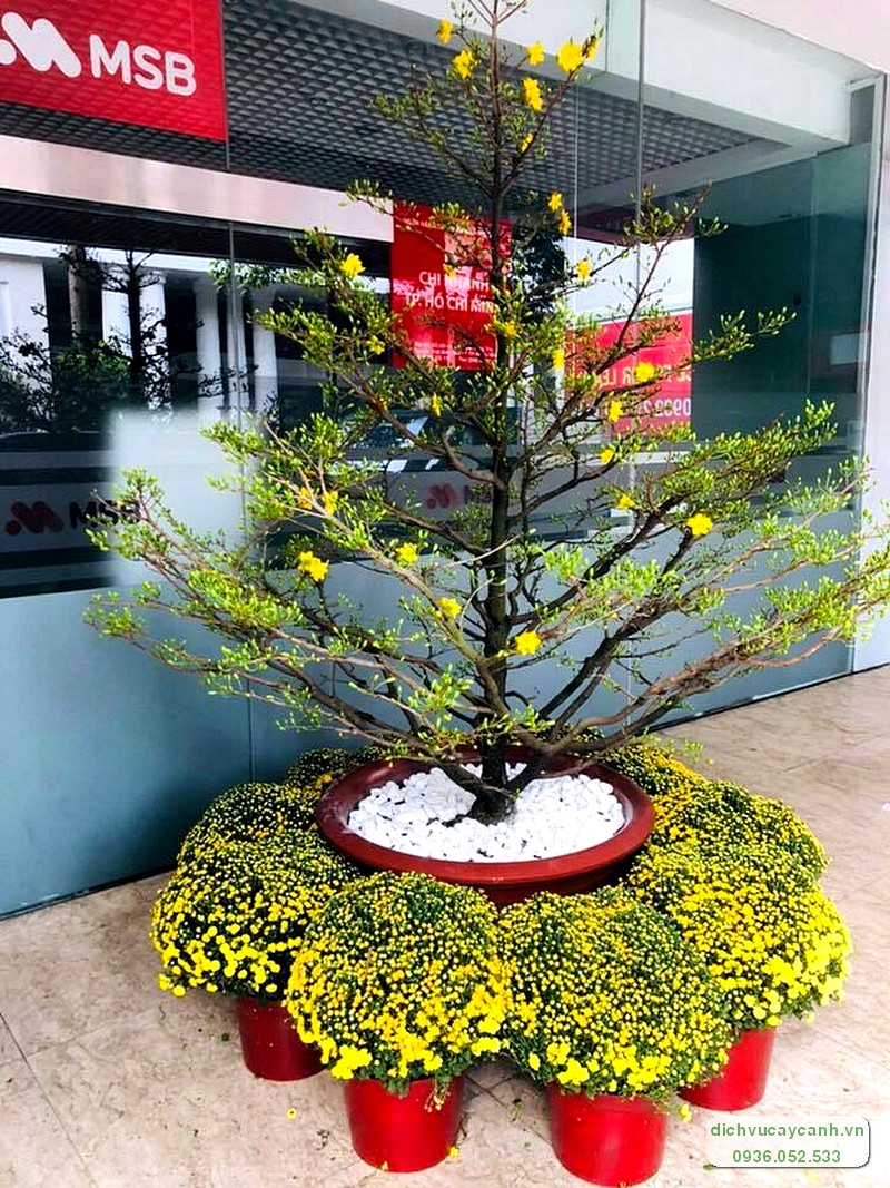 Dịch vụ cho thuê mai đẹp