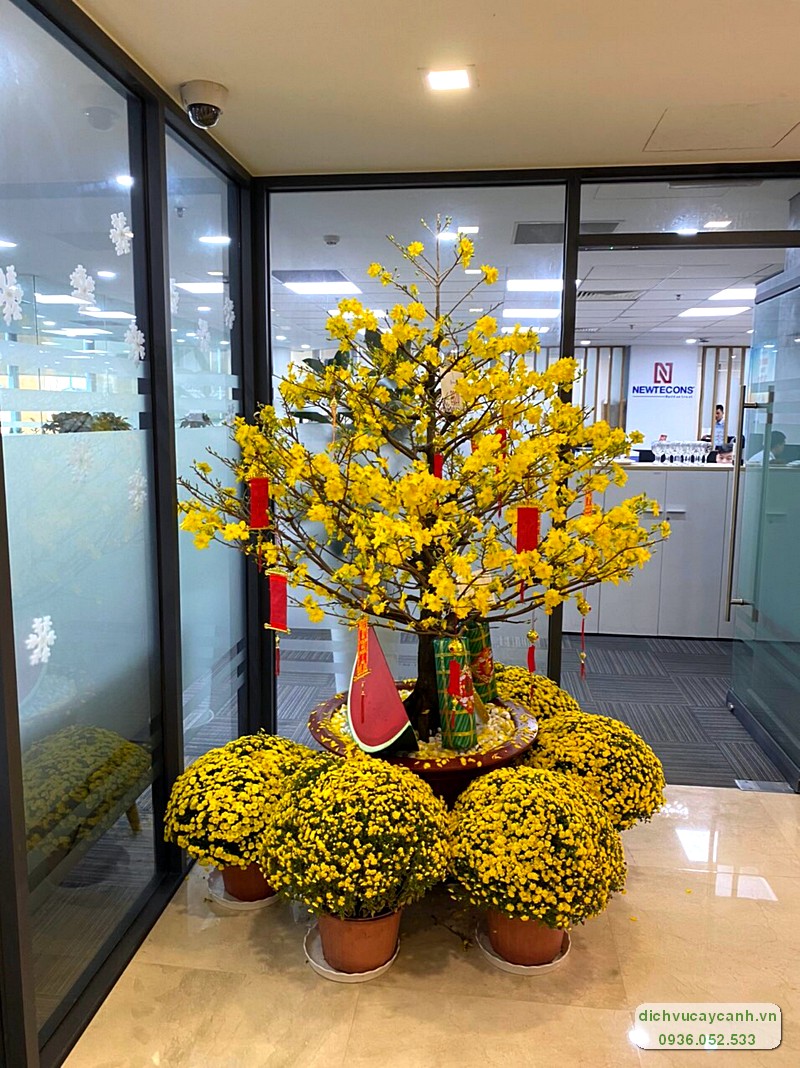 Cho thuê mai Tết chưng sảnh