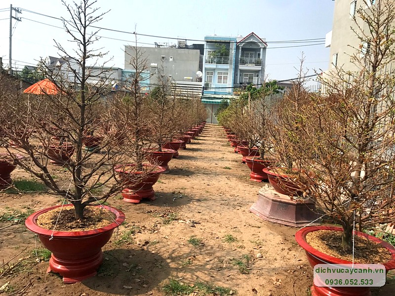 Vườn ươm mai Tết Đại Phú tại quận 12