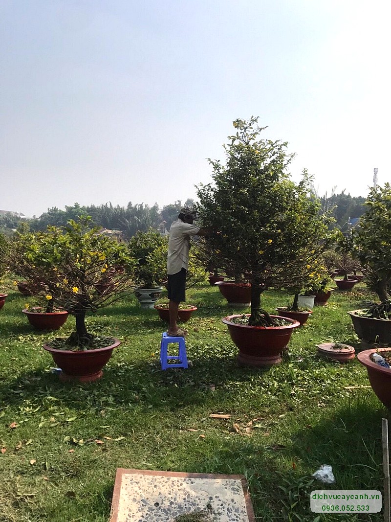 Thuê mai Tết không tốn công chăm sóc