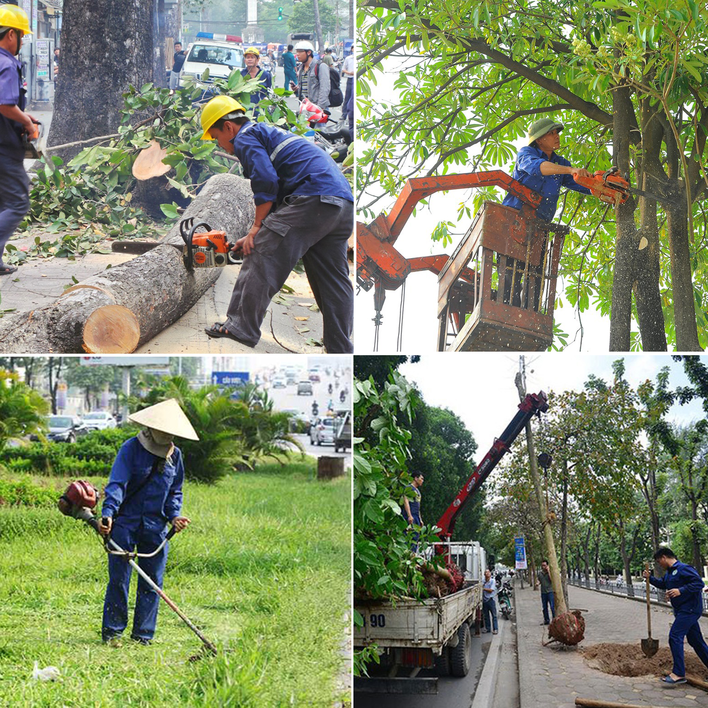 Quy trình thực hiện dịch vụ trồng cây xanh