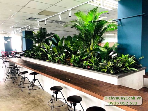 dịch vụ chăm sóc cây xanh chuyên nghiệp