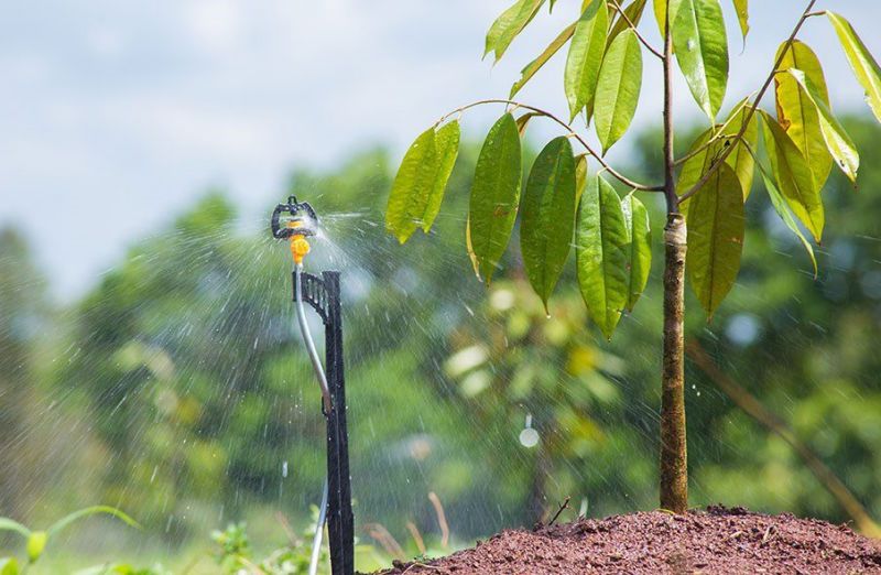 Tác hại nghiêm trọng khi tưới cây bằng nước nhiễm mặn
