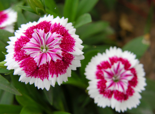 Khám phá vẻ đẹp, ý nghĩa và bí quyết chăm sóc cẩm nhung.