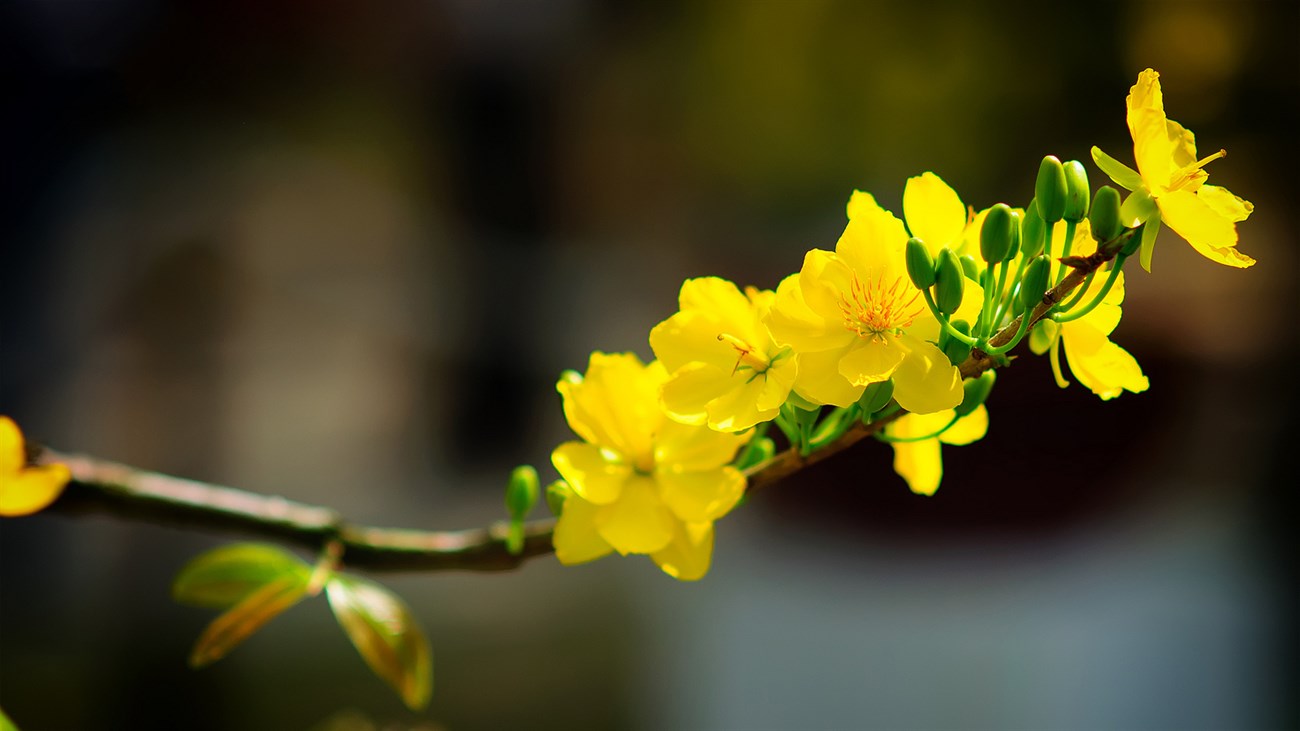 Mai vàng là biểu tượng của may mắn, tài lộc và thịnh vượng trong ngày Tết.