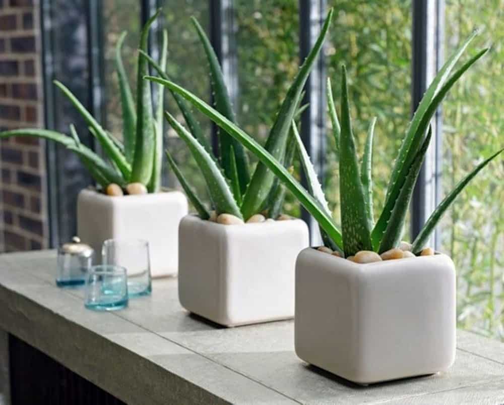 Cây nha đam là loại cây mọng nước đa công dụng và dễ trồng tại nhà.
