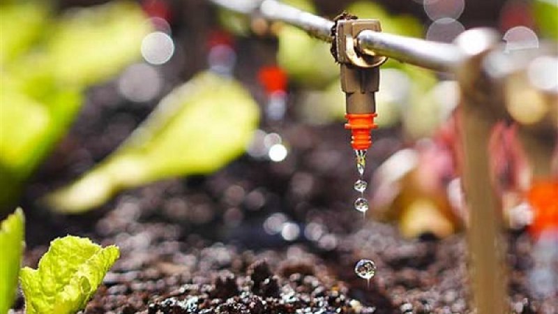 Hệ thống tưới nhỏ giọt tự chảy
