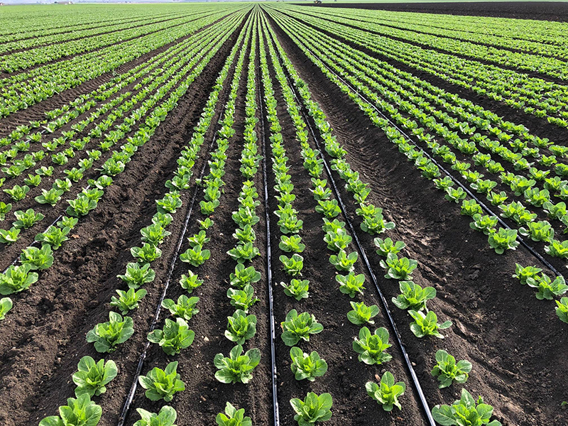 Hệ thống tưới nhỏ giọt gồm những gì? 