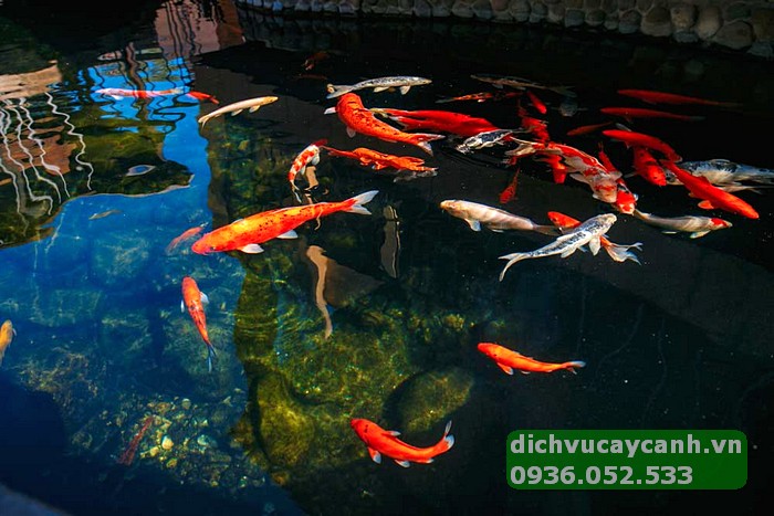 Hồ cá Koi bị xanh do thấm nước hoặc rò rỉ, làm mất cân bằng môi trường nước.
