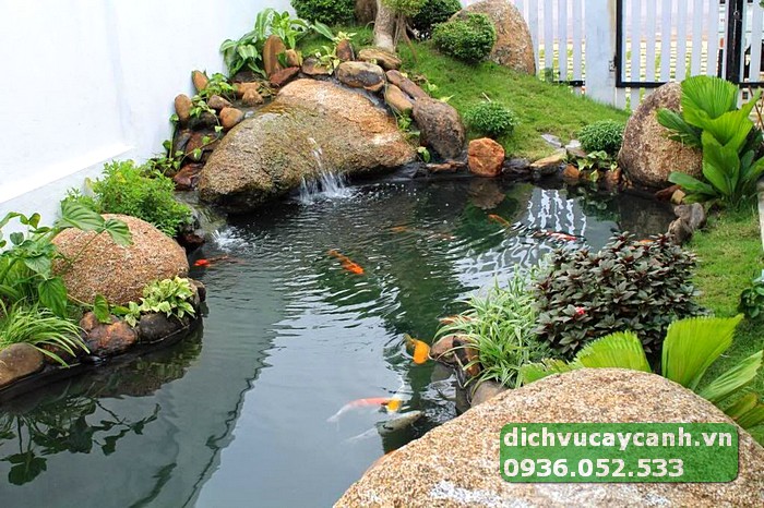 Hồ cá Koi bị xanh do nuôi quá dày, nhiều chất thải gây tảo mọc.